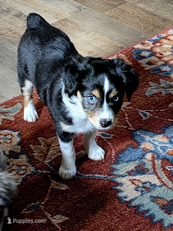 Gwen – Toy Australian Shepherd puppy for sale in Cowpens, SC