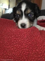 Gwen, a female Toy Australian Shepherd for sale in Cowpens, SC – 4 of 5