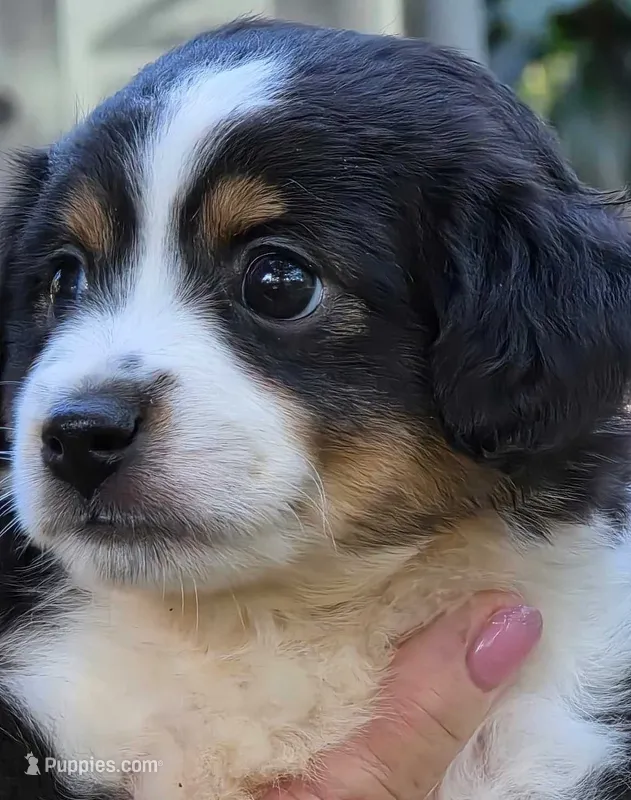 Goose – Toy Australian Shepherd puppy for sale in Cowpens, SC