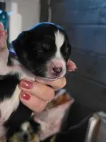Gwen, a female Toy Australian Shepherd for sale in Cowpens, SC – 3 of 5
