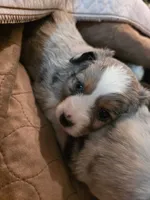 Groover, a male Toy Australian Shepherd for sale in Cowpens, SC – 3 of 4