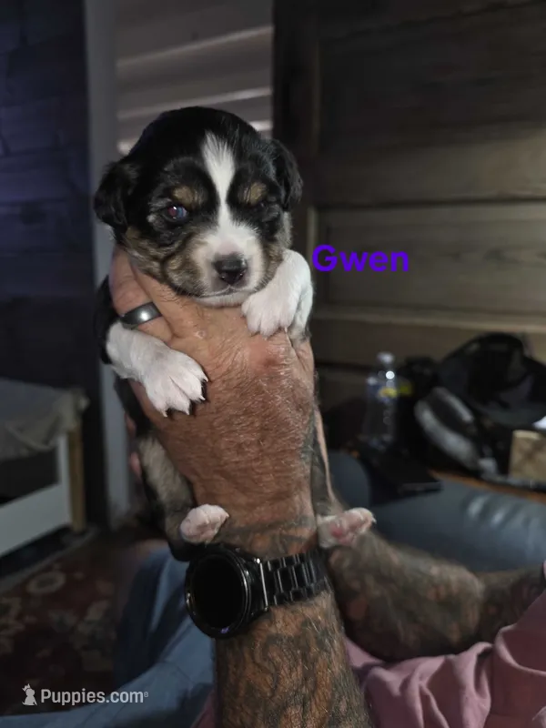 Gwen – Toy Australian Shepherd puppy for sale in Cowpens, SC