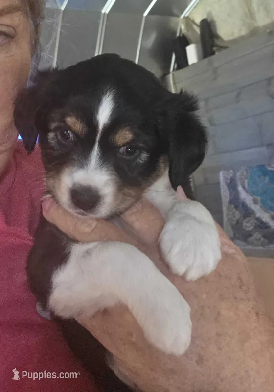 Gwen – Toy Australian Shepherd puppy for sale in Cowpens, SC