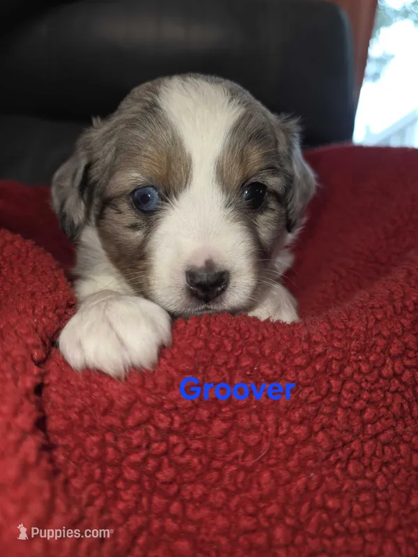 Groover – Toy Australian Shepherd puppy for sale in Cowpens, SC