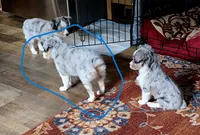 Galaxy, a male Toy Australian Shepherd for sale in Cowpens, SC – 5 of 7
