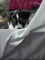 Gwen, a female Toy Australian Shepherd for sale in Cowpens, SC – 2 of 5