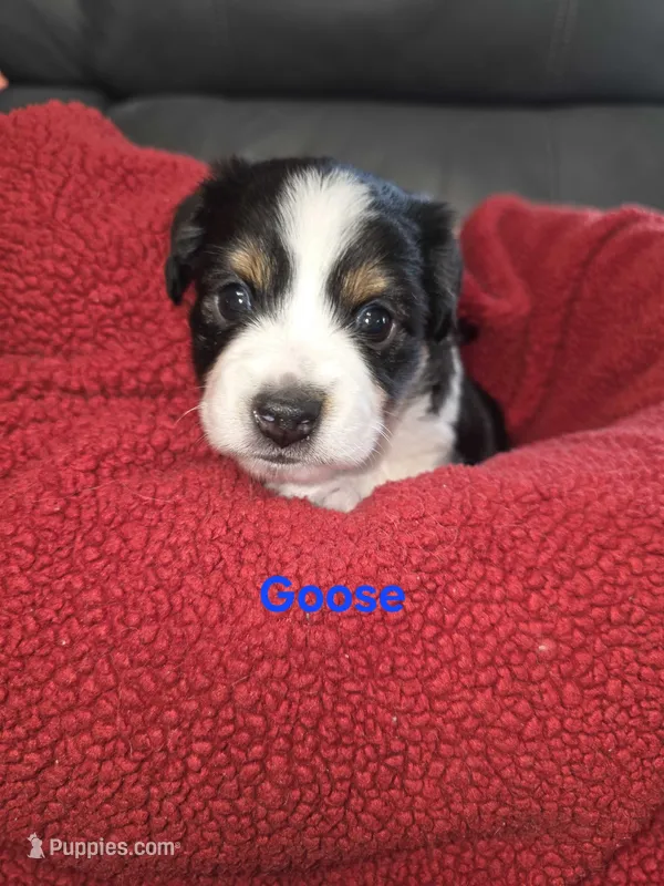 Goose – Toy Australian Shepherd puppy for sale in Cowpens, SC