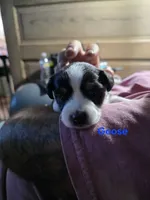 Goose, a male Toy Australian Shepherd for sale in Cowpens, SC – 4 of 5