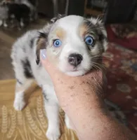 Galaxy, a male Toy Australian Shepherd for sale in Cowpens, SC – 3 of 7