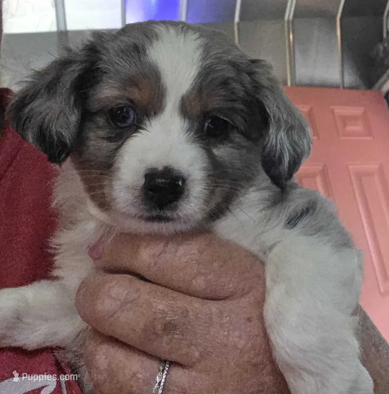 Groover – Toy Australian Shepherd puppy for sale in Cowpens, SC