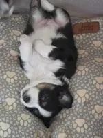 Goose, a male Toy Australian Shepherd for sale in Cowpens, SC – 3 of 5