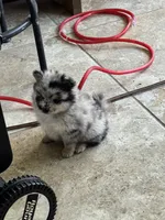 Itsi, a male Pomsky for sale in Riverview, FL – 5 of 6