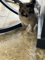 Itsi, a male Pomsky for sale in Riverview, FL – 3 of 6