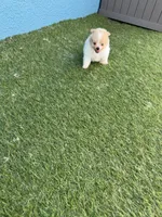 Pixie, a female Pomeranian for sale in Riverview, FL – 6 of 10
