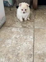 Lucky , a male Pomsky for sale in Riverview, FL – 5 of 5