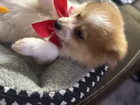 Patches, a male Pomeranian for sale in Riverview, FL – 6 of 8