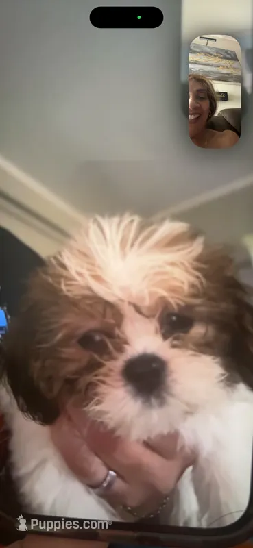Emma – Shih Tzu puppy for sale in Riverview, FL