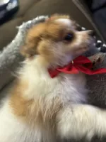 Patches, a male Pomeranian for sale in Riverview, FL – 5 of 8