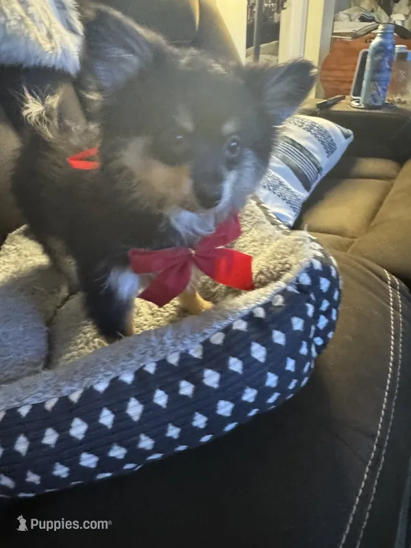 Zain, a male Pomeranian for sale in Riverview, FL – 1 of 7