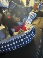 Zain, a male Pomeranian for sale in Riverview, FL – 1 of 7