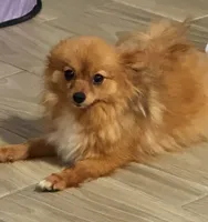 River, a male Pomeranian for sale in Riverview, FL – 4 of 5