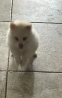 Lucky , a male Pomsky for sale in Riverview, FL – 3 of 5