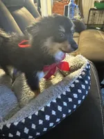 Zain, a male Pomeranian for sale in Riverview, FL – 6 of 7
