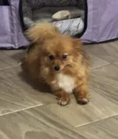 River, a male Pomeranian for sale in Riverview, FL – 5 of 5
