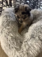 Itsi, a male Pomsky for sale in Riverview, FL – 6 of 6