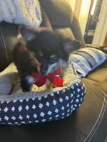 Zain, a male Pomeranian for sale in Riverview, FL – 4 of 7