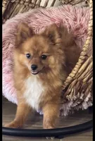 River, a female Pomeranian for sale in Riverview, FL – 1 of 1
