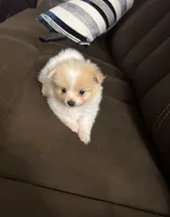 Pixie, a female Pomeranian for sale in Riverview, FL – 9 of 10
