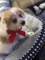 Patches, a male Pomeranian for sale in Riverview, FL – 7 of 8