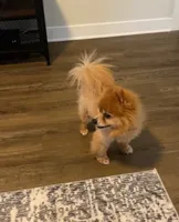 Rushaun, a male Pomeranian for sale in Riverview, FL – 2 of 7