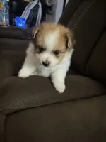 Patch, a male Pomeranian for sale in Riverview, FL – 6 of 10