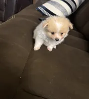 Pixie, a female Pomeranian for sale in Riverview, FL – 5 of 10