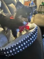 Zain, a male Pomeranian for sale in Riverview, FL – 3 of 7