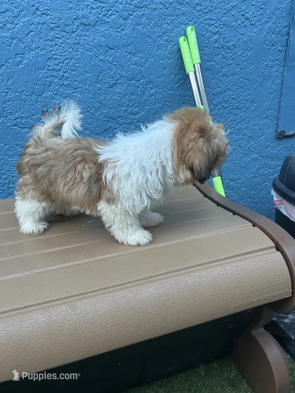 Emma – Shih Tzu puppy for sale in Riverview, FL