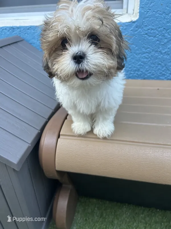 Emma – Shih Tzu puppy for sale in Riverview, FL