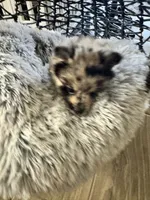 Itsi, a male Pomsky for sale in Riverview, FL – 4 of 6