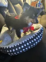 Zain, a male Pomeranian for sale in Riverview, FL – 2 of 7