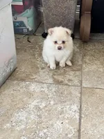 Lucky , a male Pomsky for sale in Riverview, FL – 4 of 5