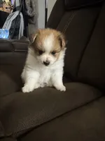 Patch, a male Pomeranian for sale in Riverview, FL – 4 of 10