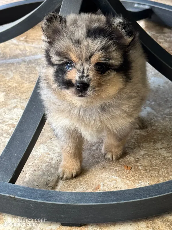 Itsi – Pomsky puppy for sale in Riverview, FL