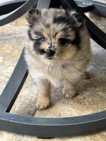 Itsi, a male Pomsky for sale in Riverview, FL – 2 of 6