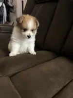Patch, a male Pomeranian for sale in Riverview, FL – 9 of 10