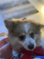 Patches, a male Pomeranian for sale in Riverview, FL – 4 of 8