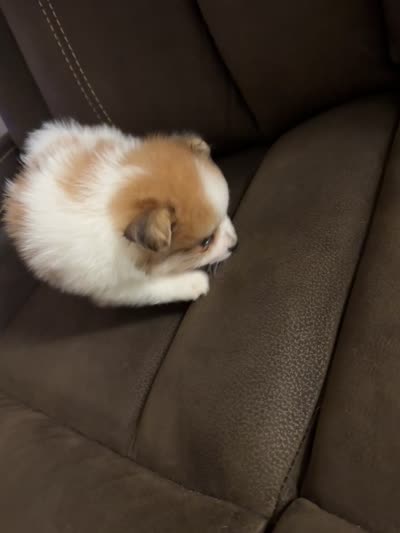 Patch, a male Pomeranian for sale in Riverview, FL – 10 of 10