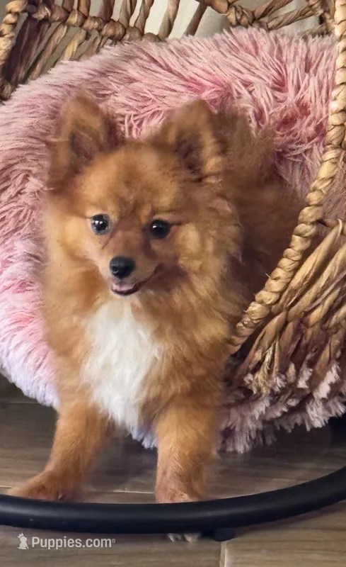 River – Pomeranian puppy on hold in Riverview, FL