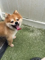 Rushaun, a male Pomeranian for sale in Riverview, FL – 4 of 7